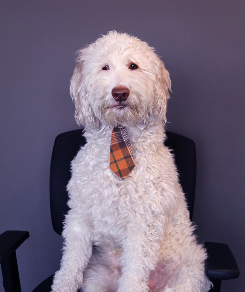 Jim, Tannehill's office dog, sitting on a chair and wearing a tie.