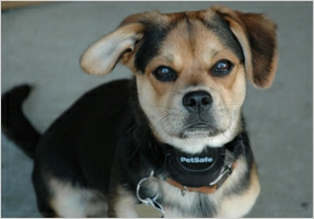 Tracy Davis' dog