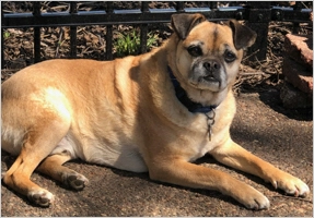 Tracy Davis' dog