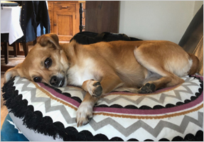 Tracy Davis' dog